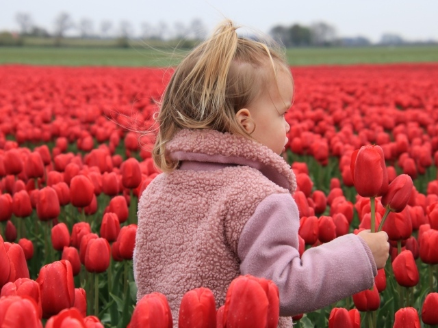 Маленькая девочка на поле с красными тюльпанами