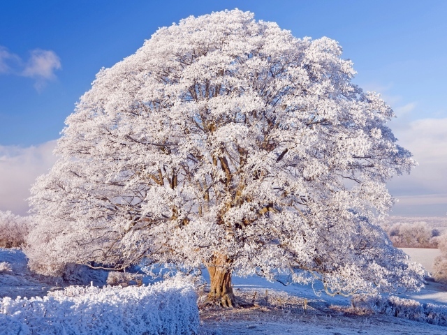 Красивое большое заснеженное дерево