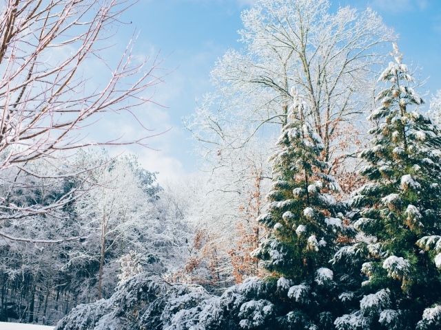 Красивые зеленые ели покрытые снегом и деревья зимой