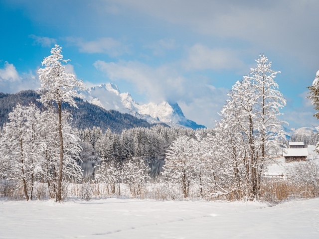 Красивые покрытые снегом деревья на фоне гор