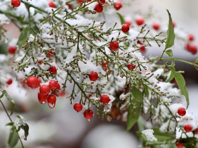 Ветка с красными ягодами в снегу