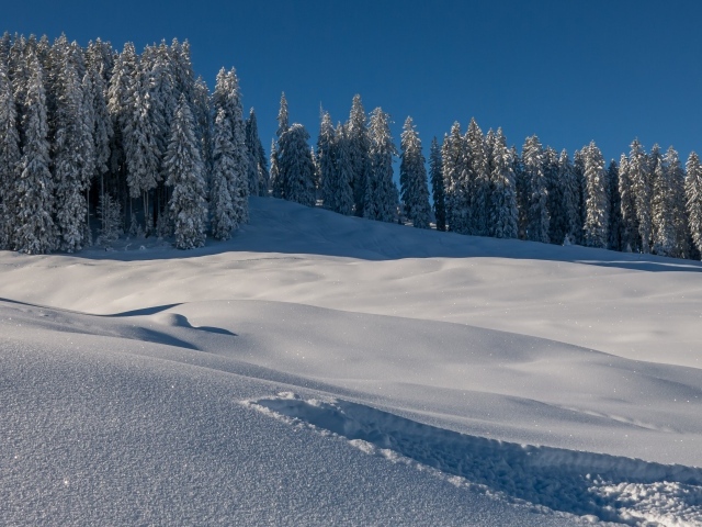 Холодный блестящий снег у леса под голубым небом 