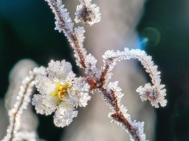 Кристаллы инея на ветке с цветком
