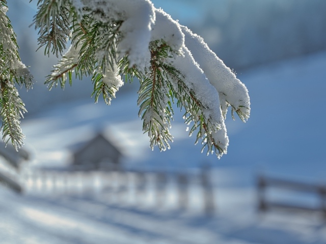 Зеленая ветка колючей ели в белом снегу