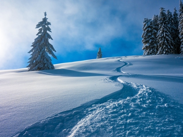 Тропа на холодном белом снегу на холме с елями