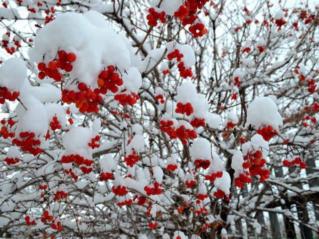 Красные гроздья калины на ветках в снегу