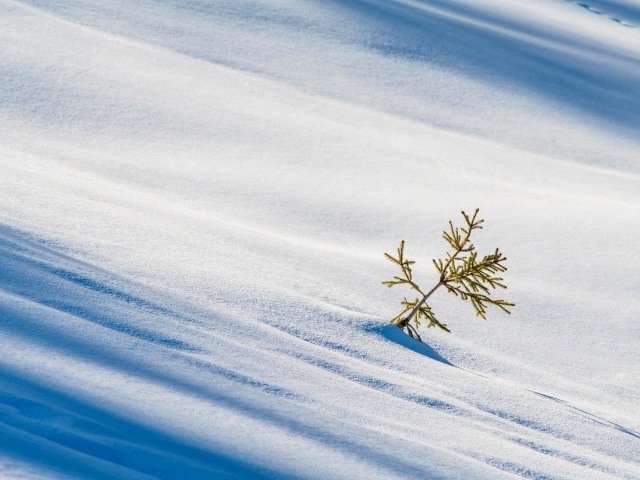 Ветка ели на ровном холодном снегу