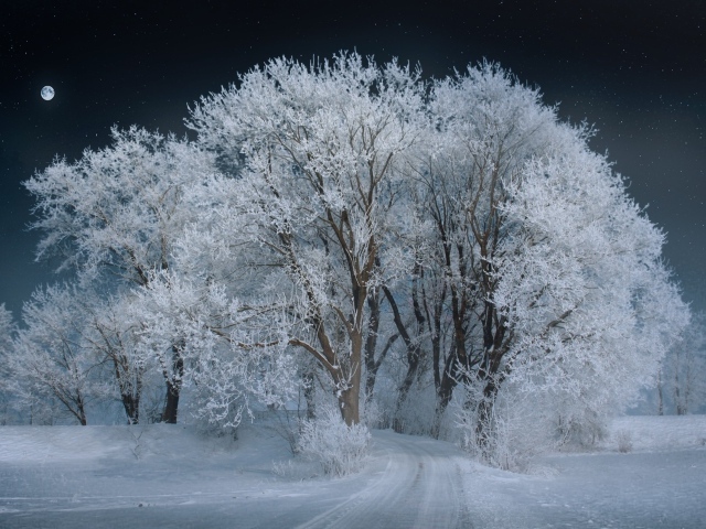 Высокое покрытое белым инеем дерево ночью 