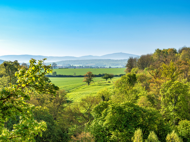 Зеленые деревья под голубым небом, Германия