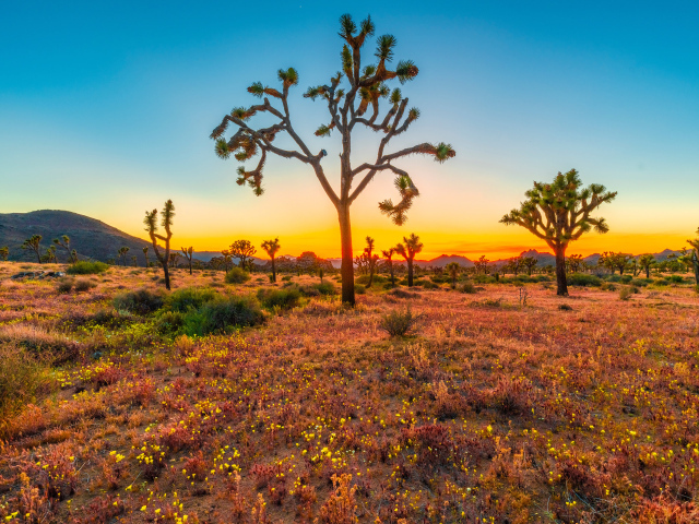 Закат солнца в национальном парке Джошуа-Три, США