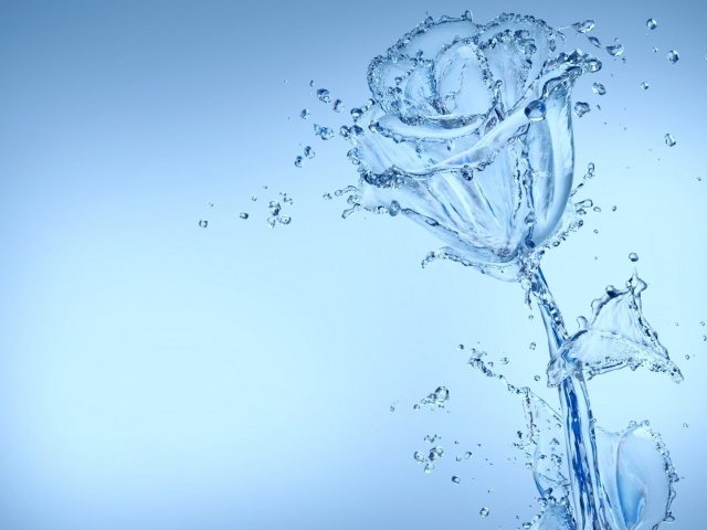 Красивая роза из воду на голубом фоне