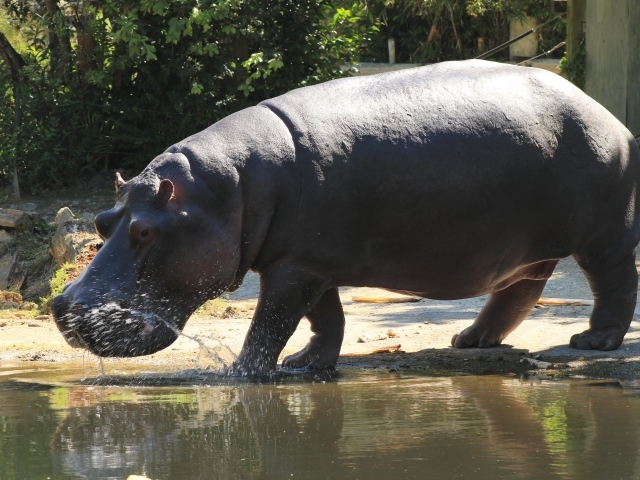 Большой гиппопотам идет по воде