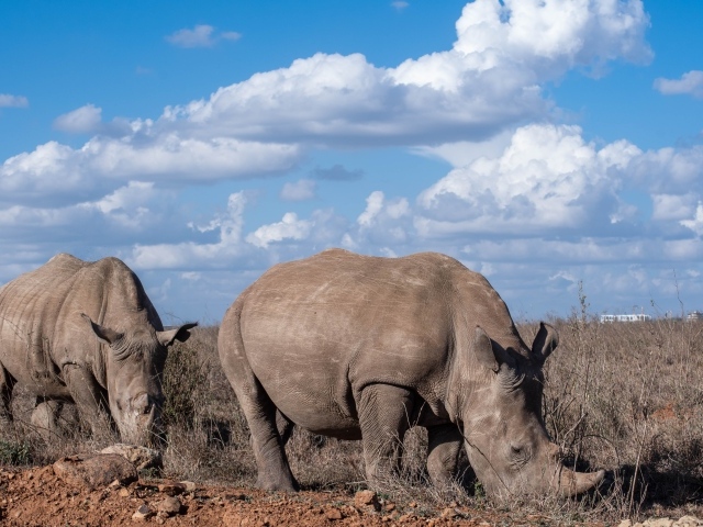 Два больших носорога на фоне неба