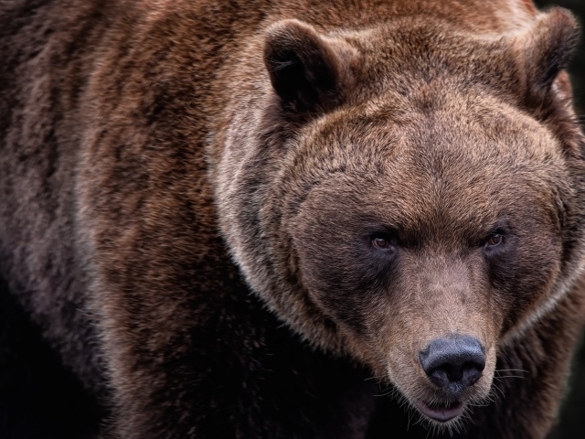 Большой бурый медведь крупным планом