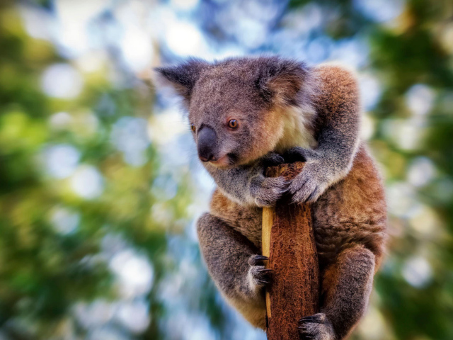 Коала сидит на столбе дерева 