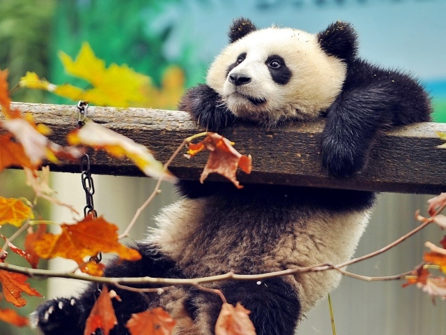 Панда висит на перекладине в зоопарке