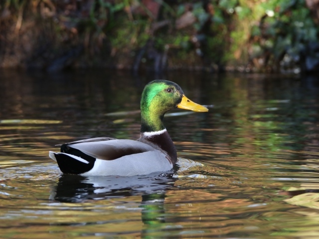 Красивый селезень плавает в воде