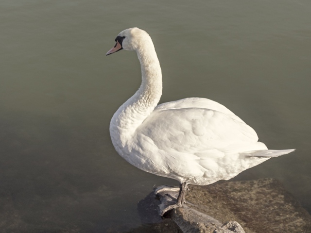 Красивый белый лебедь стоит на камне у воды