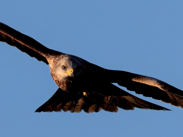 Большой красный коршун летает в небе