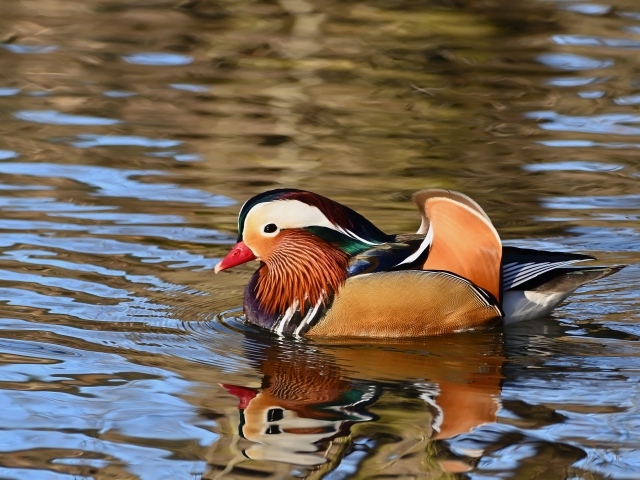Разноцветная утка мандаринка плавает в воде