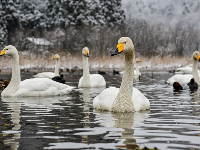 Стая белых лебедей в холодном озере зимой