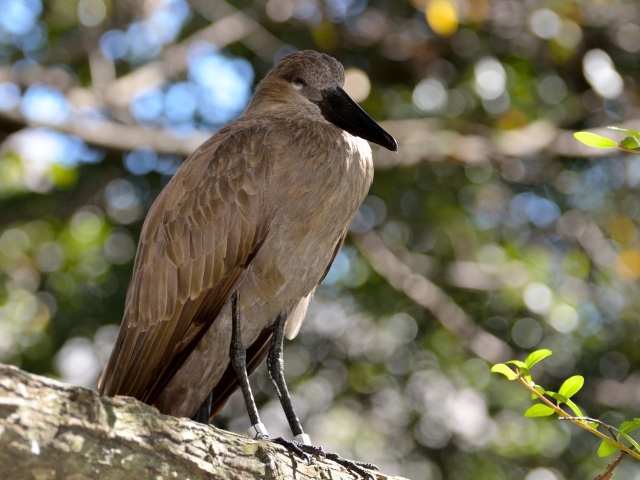 Большая птица Хамерком сидит на ветке дерева