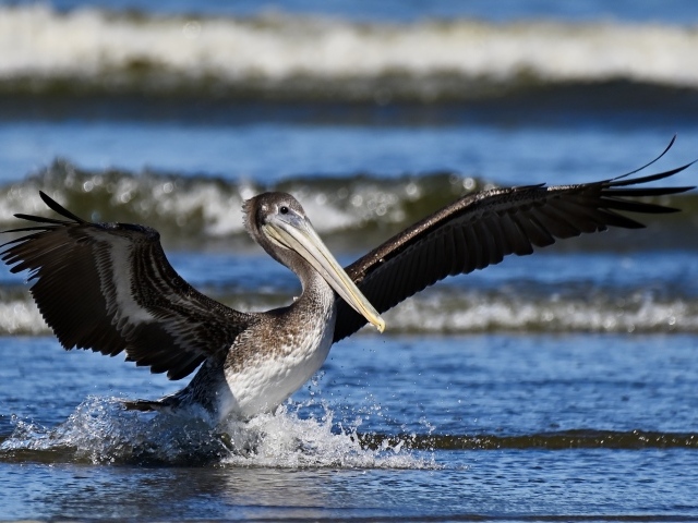 Большой пеликан расправил крылья в воде