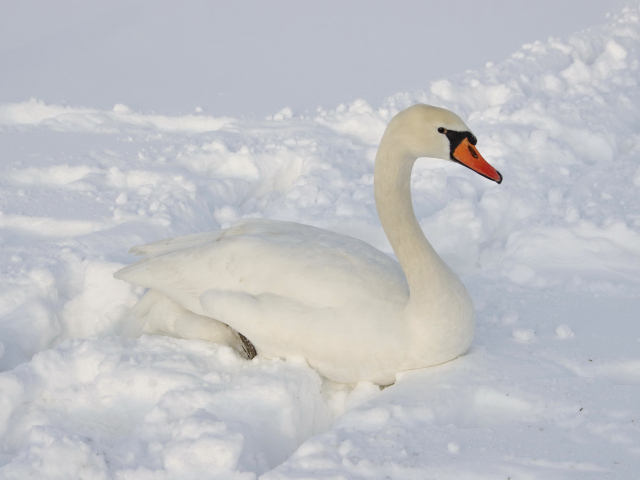 Большой белый лебедь лежит на снегу