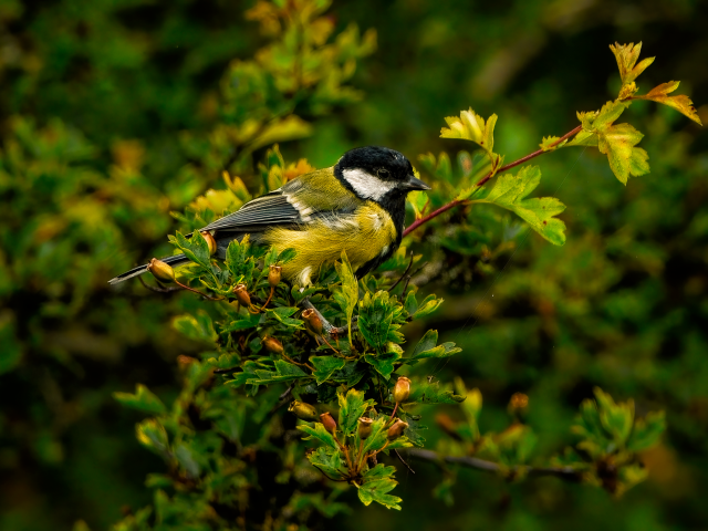 Маленькая синица сидит на ветке с зелеными листьями
