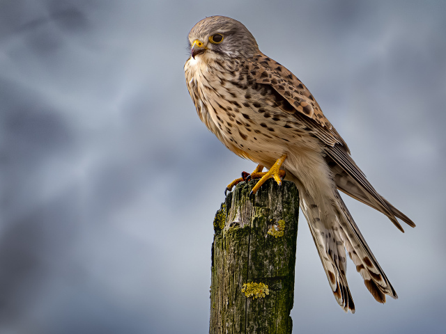 Хищный сокол сидит на сухом дереве 