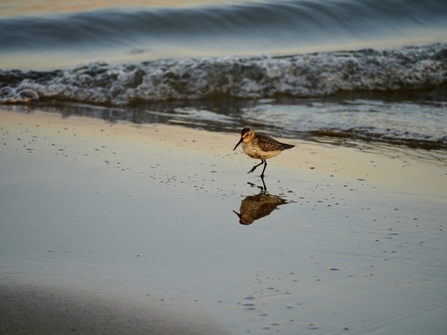 Птица кулик идет по мокрому песку у моря