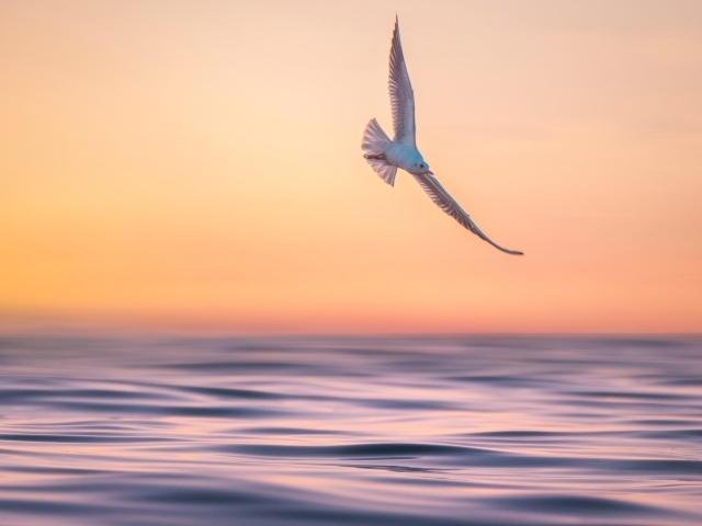 Чайка летает над спокойным морем