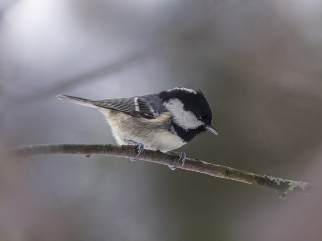Маленькая пестрая синичка сидит на ветке дерева 