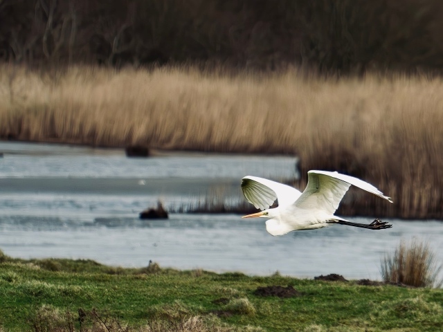 Белая цапля летит над водой