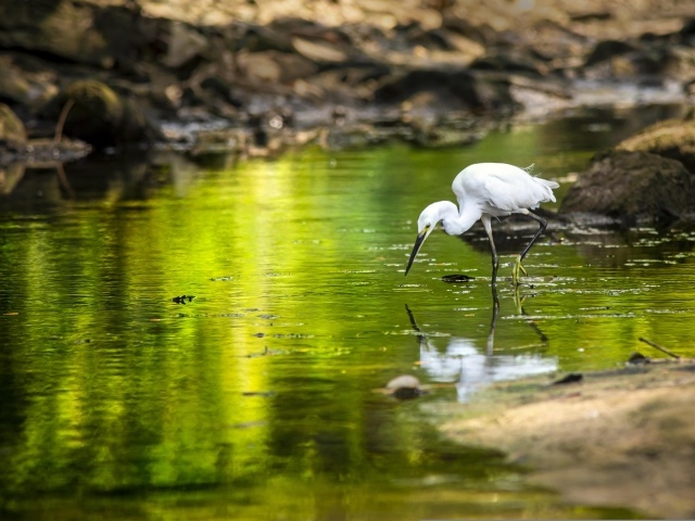 Белая цапля с острым клювом охотится в пруду