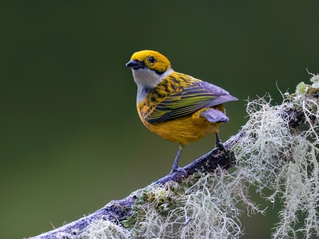 Птица вьюнок сидит на ветке