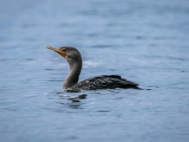 Черный баклан охотится в воде