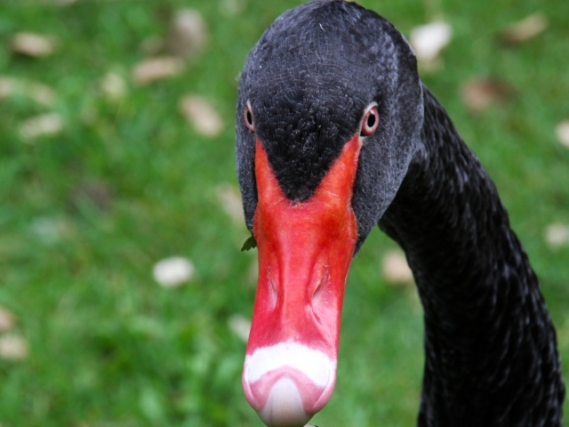 Черный лебедь с красным клювом крупным планом