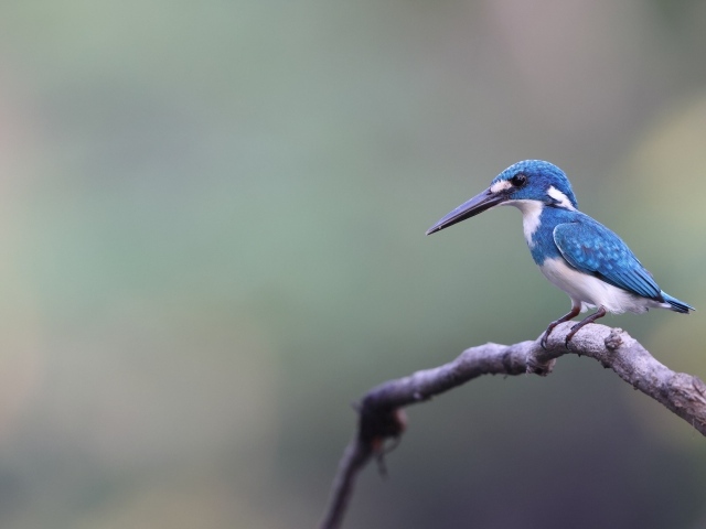 Голубая птица зимородок с острым клювом на ветке