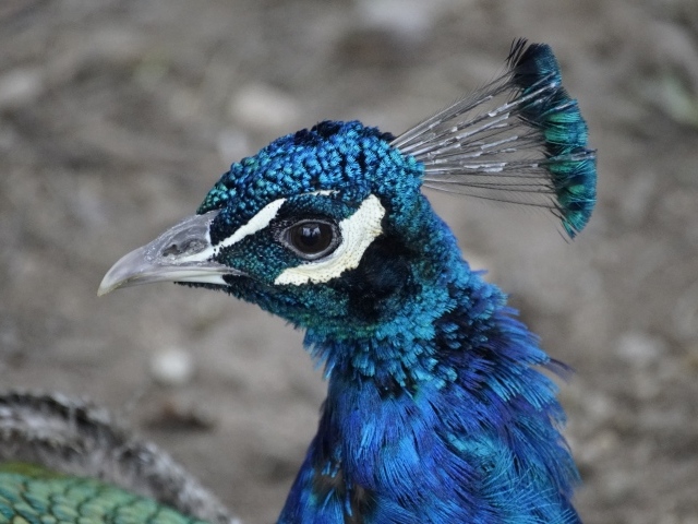 Синяя голова павлина крупным планом