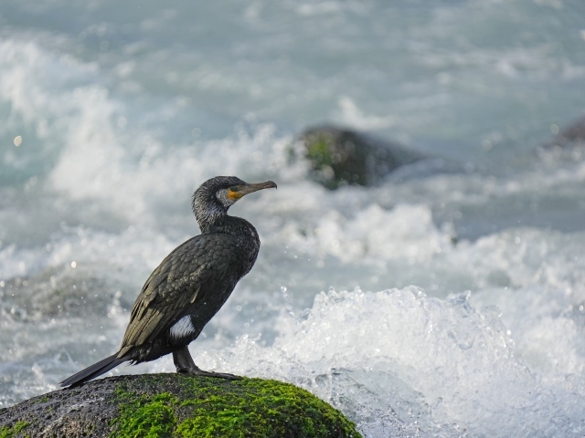 Баклан сидит на камне у бушующего моря