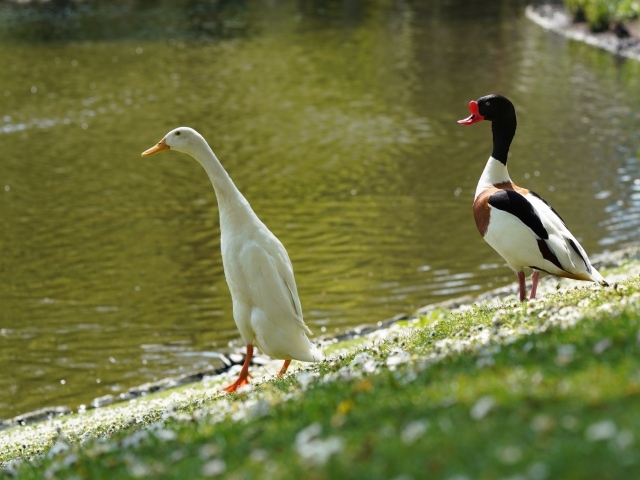 Утка и гусь у воды