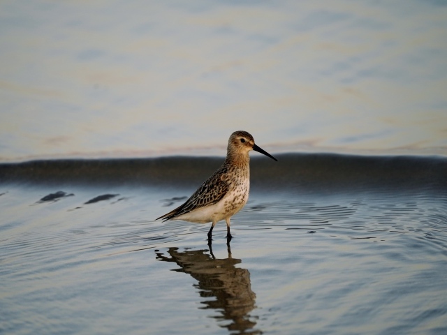 Птица чернозобик в воде