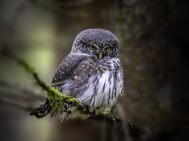 Евразийская карликовая сова сидит на ветке
