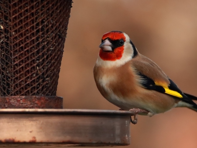 Птица щегол у кормушки