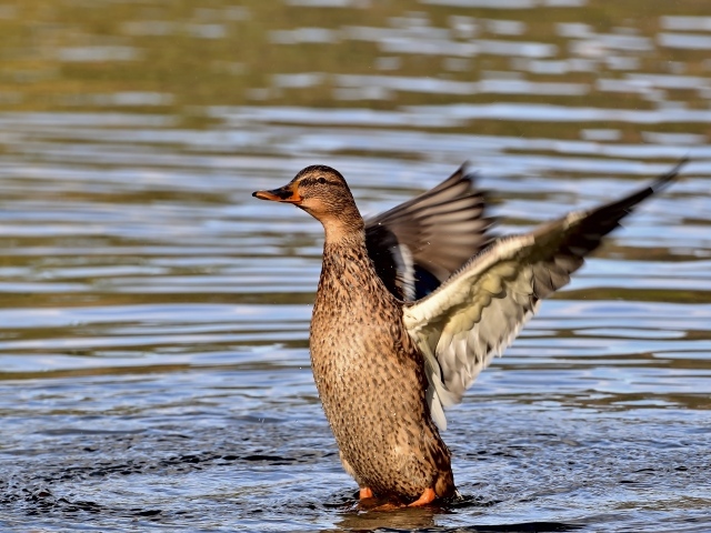 Серая утка расправила крылья в воде