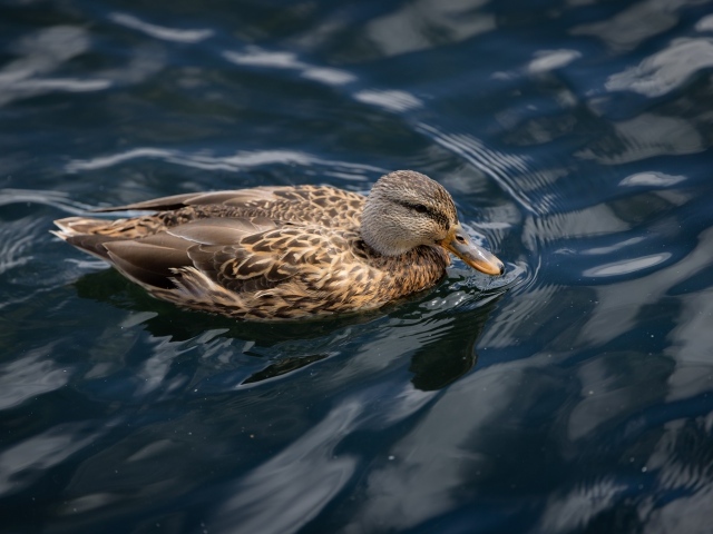 Серая утка плавает в спокойной воде