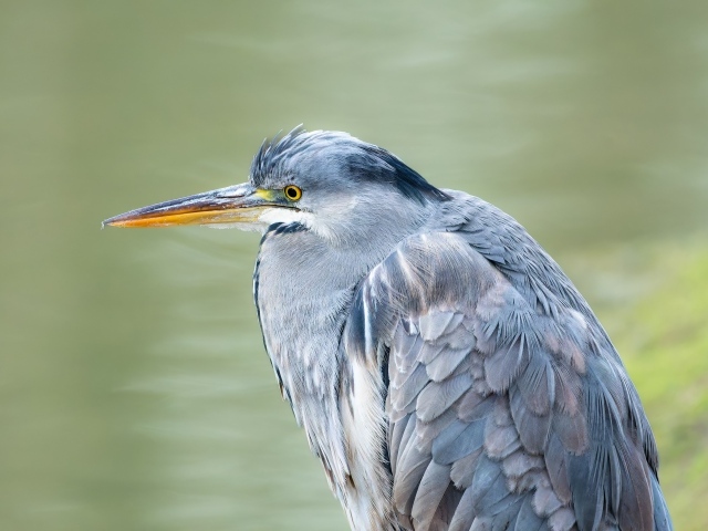 Серая цапля охотится у водоема
