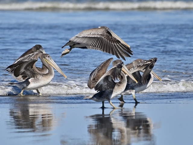 Серые пеликаны идут по мокрому песку