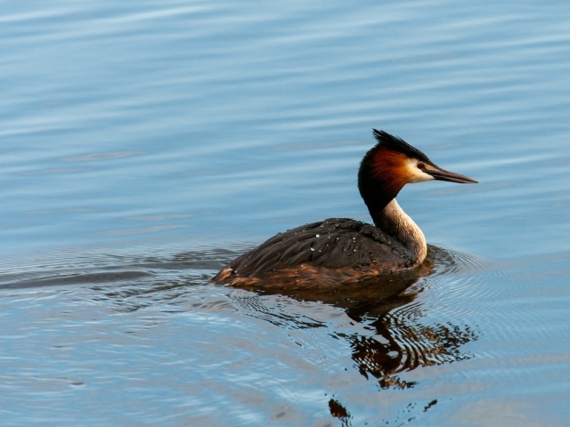 Большая хохлатая поганка плавает в пруду